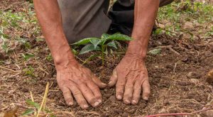Le capital naturel, une nouvelle façon de voir nos ressources