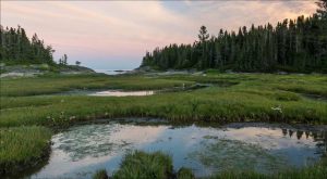 Projet collaboratif de développement d’indicateurs de biodiversité pour les investisseurs québécois