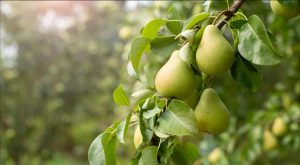 Fondaction co-investit dans le Groupe Courchesne Larose avec Sagard Placements Privés Canada